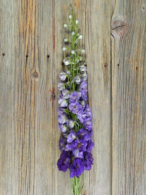 BLACK VELVET  PURPLE HYBRID DELPHINIUM